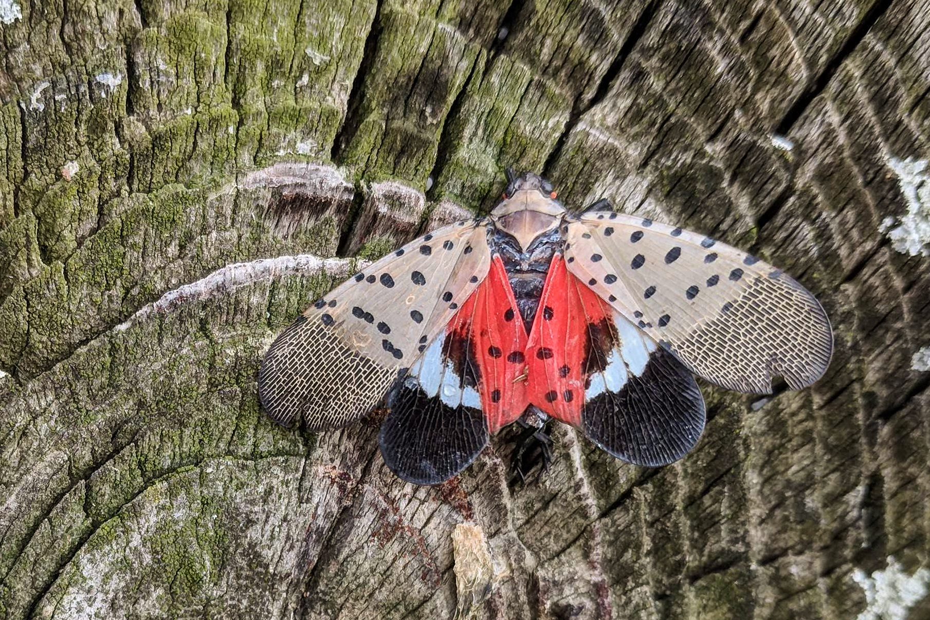 WVU Extension expert warns about emergence of invasive spotted lanternflies
